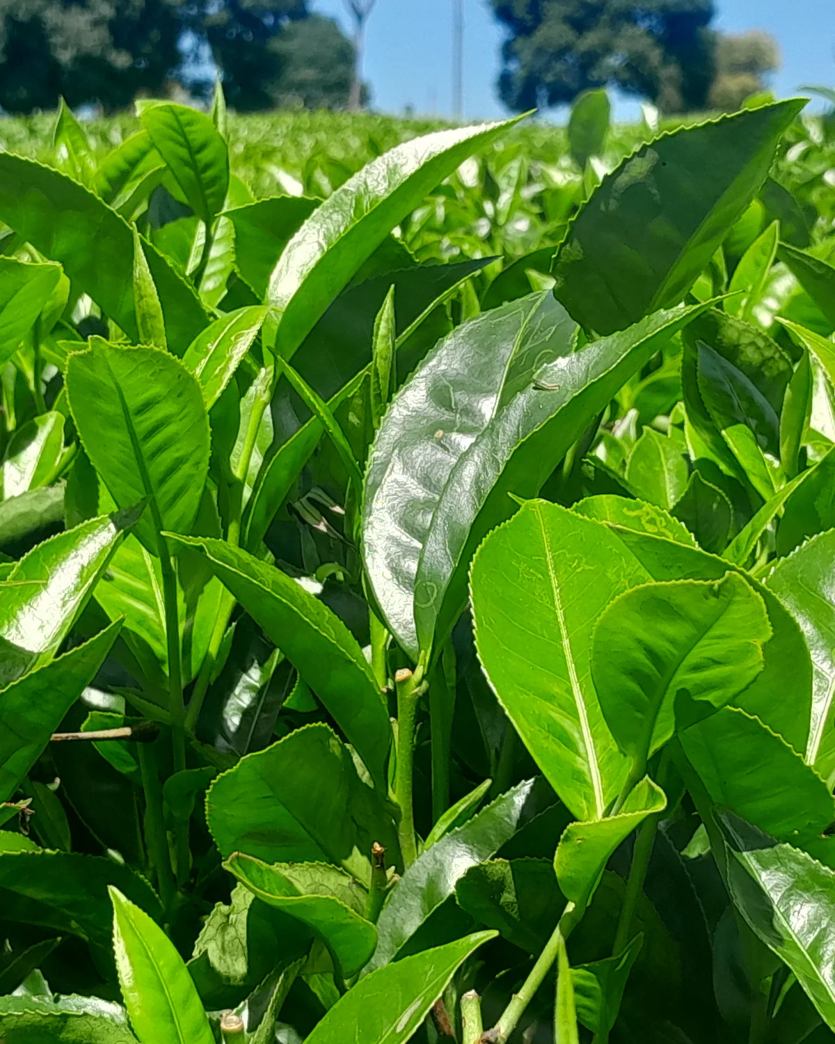 Hojas jóvenes de té (Camellia sinensis) en la planta, materia prima de nuestro extracto de té verde