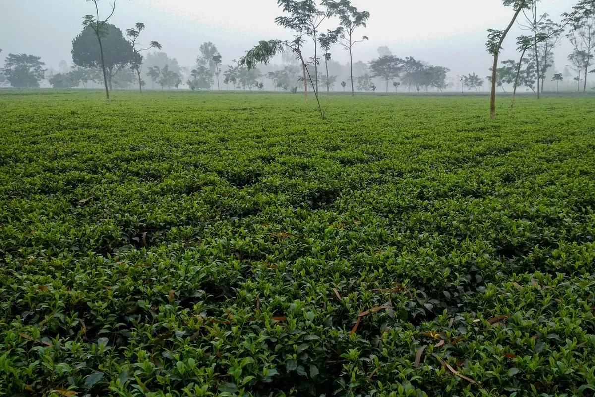 Hojas jóvenes de té (Camellia sinensis) en la planta, materia prima de nuestro extracto de té verde